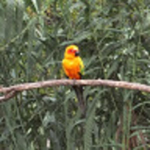 Meet your Posher, Oliver